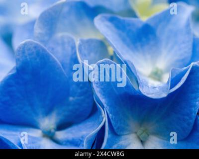 Stati Uniti, Stato di Washington, Auburn. Primo piano di un petali di fiori di ortensia blu. Foto Stock