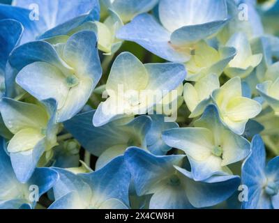 Stati Uniti, Stato di Washington, Auburn. Primo piano di un fiore di ortensia blu. Foto Stock