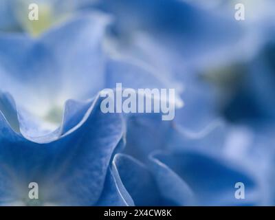 Stati Uniti, Stato di Washington, Auburn. Primo piano di un petali di fiori di ortensia blu. Foto Stock