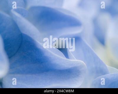 Stati Uniti, Stato di Washington, Auburn. Primo piano di un petali di fiori di ortensia blu. Foto Stock