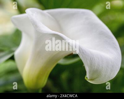 Stati Uniti, Stato di Washington, Auburn. Primo piano di un giglio di calla bianco. Foto Stock