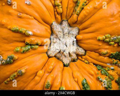 Stati Uniti, stato di Washington, contea di Kittitas. Primo piano di una zucca colorata in un centro giardino nella contea di Kittitas. Foto Stock