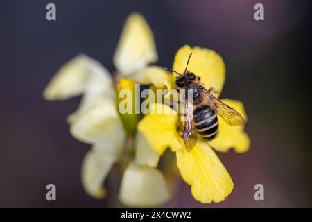 Weilburg, Germania. 29 aprile 2024. Un'ape di sabbia comune (Andrena flavipes) si trova su un fiore di lacca d'oro (Erysimum cheiri). Le Nazioni Unite hanno proclamato il 20 maggio giornata Mondiale delle api. Crediti: Christian Lademann/dpa/Alamy Live News Foto Stock