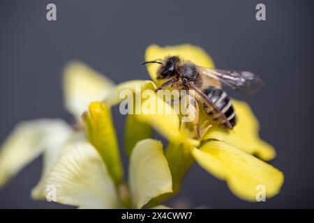 Weilburg, Germania. 29 aprile 2024. Un'ape di sabbia comune (Andrena flavipes) si trova su un fiore di lacca d'oro (Erysimum cheiri). Le Nazioni Unite hanno proclamato il 20 maggio giornata Mondiale delle api. Crediti: Christian Lademann/dpa/Alamy Live News Foto Stock