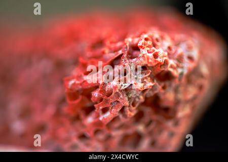 Una splendida foto macro rivela gli intricati dettagli di una vivace barriera corallina rossa, che mostra la bellezza della vita sottomarina Foto Stock