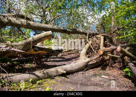 Un grande albero è caduto, creando un sentiero attraverso il bosco. L'albero è adagiato su un lato, con i suoi rami e il tronco visibili. L'albero caduto Foto Stock