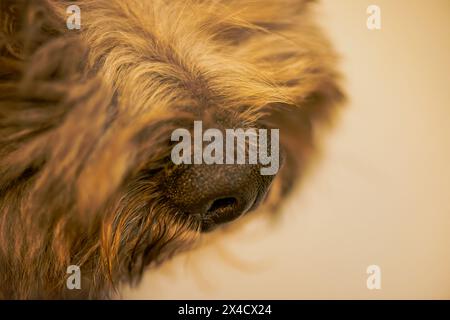 Uno scatto ravvicinato cattura la curiosità del naso bagnato di un cane, rivelando dettagli intricati e riflessi nella pozzanghera. Foto Stock