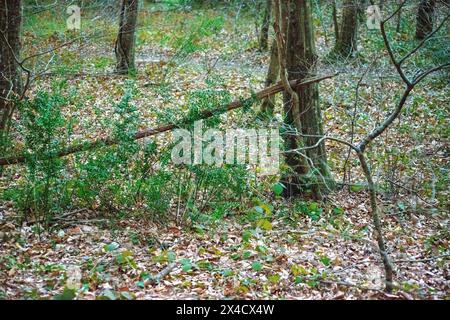 In mezzo all'abbraccio della natura, alberi e foglie creano una tranquilla e pittoresca scena di lussureggiante vegetazione. Foto Stock