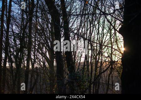 Mentre il sole tramonta, bagna la foresta incantata in un bagliore dorato, creando un'atmosfera magica sul tranquillo paesaggio. Foto Stock