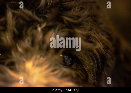Un accattivante primo piano cattura la curiosità negli occhi di un cane, riflettendo sulla superficie di una pozzanghera. Foto Stock