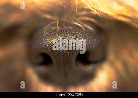 Uno scatto ravvicinato cattura la curiosità del naso bagnato di un cane, rivelando dettagli intricati e riflessi nella pozzanghera. Foto Stock