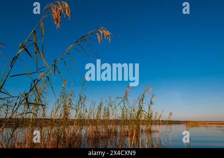 Canne che crescono nel fiume Chobe, nel Chobe National Park, a Kasane, in Botswana. Foto Stock