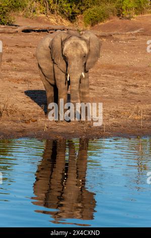 Un giovane elefante africano, Loxodonta Africana, sul bordo dell'acqua. Fiume Chobe, Chobe National Park, Kasane, Botswana. Foto Stock