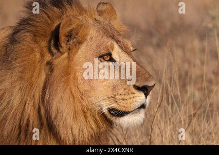 Ritratto ravvicinato di un leone maschio, Panthera leo. Chief Island, Moremi Game Reserve, Okavango Delta, Botswana. Foto Stock