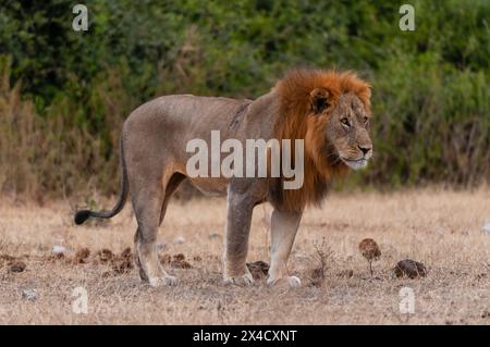 Ritratto di un leone maschio, Panthera leo. Parco Nazionale di Chobe, Kasane, Botswana. Foto Stock