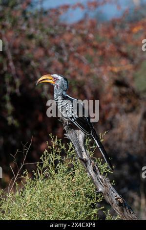 Ritratto di un hornbill giallo-fatturato sud, Tockus flavirostris. Chief Island, Moremi Game Reserve, Okavango Delta, Botswana. Foto Stock