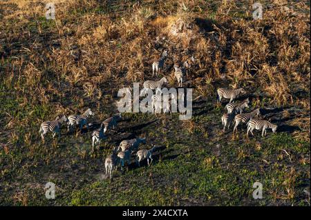 Una vista aerea di una mandria di zebre pianure, Equus quagga, pascolo. Delta Okavango, Botswana. Foto Stock