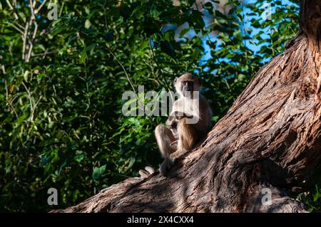 Ritratto di un baboon di chacma maschile, Papio ursinus, seduto su un grande tronco d'albero. Zona di concessione di Khwai, Delta di Okavango, Botswana. Foto Stock