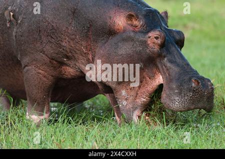 Primo piano di un ippopotamo, Hippopotamus amphibius, pascolando su un'erba. Parco nazionale del Chobe, Botswana. Foto Stock