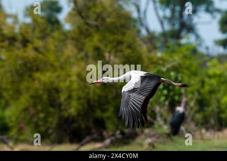 Ritratto di una cicogna bianca, Ciconia ciconia, in volo. Zona di concessione di Khwai, Okavango, Botswana. Foto Stock