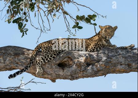 Un leopardo femminile, Panthera pardus, che riposa su un ramo d'albero. Savuti Marsh, Chobe National Park, Botswana. Foto Stock