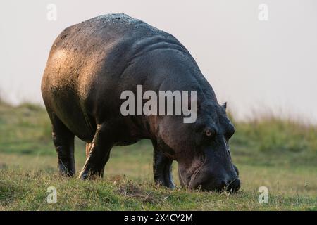 Ritratto di ippopotamo, Ippopotamo anfibio, pascolo. Parco Nazionale di Chobe, Botswana. Foto Stock