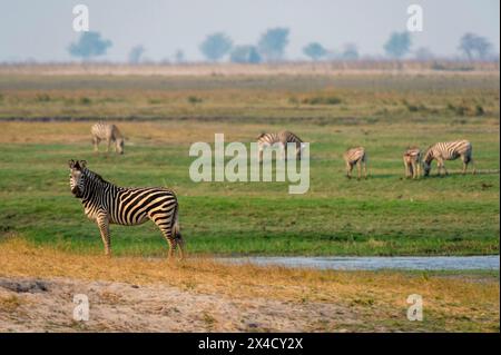 Ritratto di una zebra di Burchell, Equus burchellii, con altri che pascolano in lontananza. Parco nazionale del Chobe, Botswana. Foto Stock