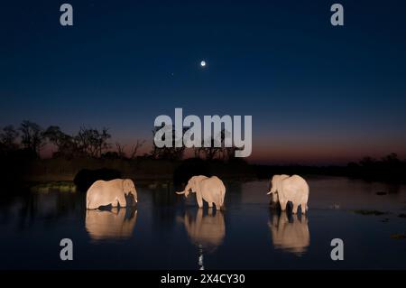 Tre elefanti africani, Loxodonta Africana, bevono nel fiume Khwai di notte, nel delta dell'Okavango, in Botswana. Foto Stock