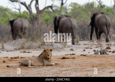 Un leone maschio, Panthera leo, sdraiato e tre elefanti africani, Loxodonta Africana, sullo sfondo. Savuti, Chobe National Park, Botswana Foto Stock