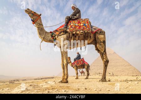 Giza, il Cairo, l'Egitto. Uomini a dorso di cammello al complesso della grande Piramide. (Solo per uso editoriale) Foto Stock