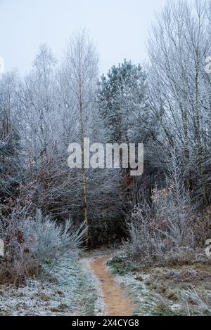 L'immagine cattura una curva delicata in un percorso forestale che conduce l'occhio dello spettatore in un boschetto di pini, i cui rami sono smerigliati in un morbido strato di bianco invernale. Anche gli alberi circostanti, spogliati delle loro foglie, sono ricoperti da una bella gelata, che si erge come sentinelle fantasma contro il cielo invernale soffocato. Il sentiero in terra, in contrasto con la vegetazione gelida, invita a camminare dolcemente nel tranquillo e introspettivo mondo che l'inverno conferisce alla foresta. Ingresso invernale: Sentiero ghiacciato per i pini. Foto di alta qualità Foto Stock