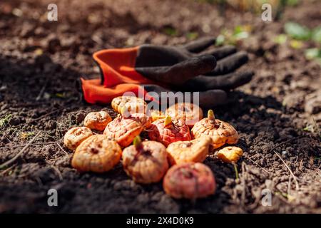 Germogli di gladiolus pronti per la piantagione. Mucchio di bulbi messi sul terreno con i guanti da giardiniere. Lavori di giardinaggio primaverile Foto Stock