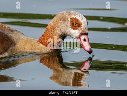 Nilgänse, Nilgans Alopochen aegyptiaca im Main Offenbach am Main Hessen Deutschland *** oche del Nilo, Oca del Nilo Alopochen aegyptiaca in Main Offenbach am Main Hesse Germania Foto Stock