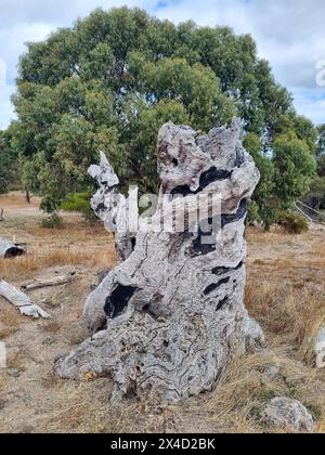 Insolito ceppo di legno di un vecchio albero che sembra una scultura, arte in natura Foto Stock