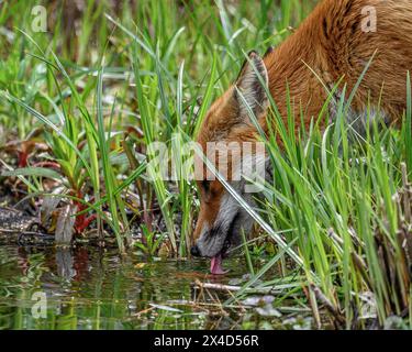 Fox che beve Foto Stock