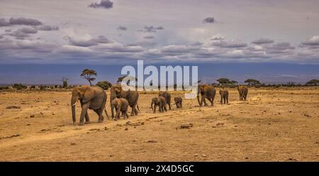 Treno degli elefanti di Amboseli, Parco Nazionale di Amboseli, Africa Foto Stock