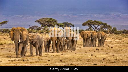 Treno degli elefanti, Parco Nazionale di Amboseli, Africa Foto Stock