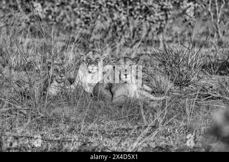 Lion Pride, Tsavo West National Park, Africa Foto Stock