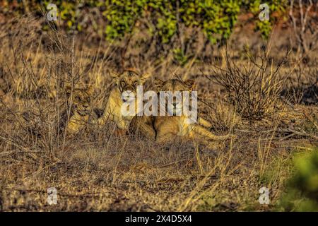 Lion Pride, Tsavo West National Park, Africa Foto Stock