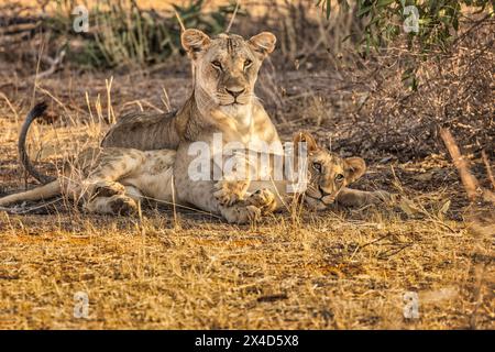 Lion Pride, Tsavo West National Park, Africa Foto Stock