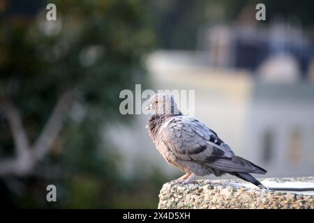 Colomba di roccia subadulta (Columba livia) che domina i suoi dintorni: (Pix Sanjiv Shukla) Foto Stock