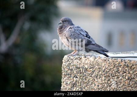 Colomba di roccia subadulta (Columba livia) che domina i suoi dintorni: (Pix Sanjiv Shukla) Foto Stock