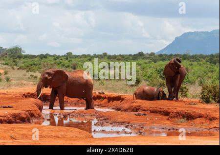 Elefanti africani, Loxodonta Africana, che fanno un bagno di fango. Tsavo East National Park, Kenya. Foto Stock