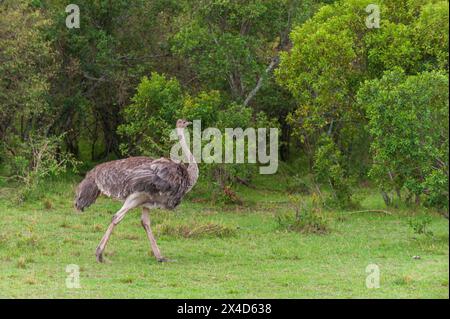 Ritratto di una struzzo femminile, Struthio camelus, a piedi. Masai Mara National Reserve, Kenya. Foto Stock