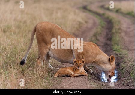 Una leonessa, Panthera leo, e acqua potabile del cub riuniti in una pista di pneumatico. Masai Mara National Reserve, Kenya. Foto Stock