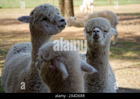 primo piano di alpaca con sfondo naturale. Specie di Camelide sudamericano. Foto Stock