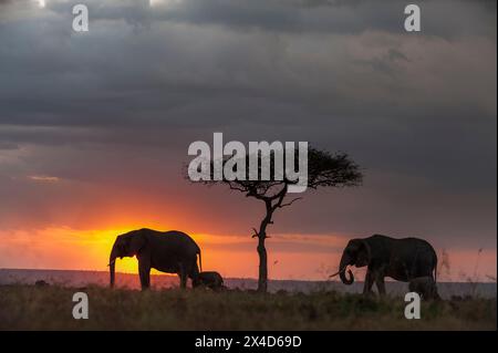 Silhouette di elefanti africani, Loxodonta Africana, che camminano con il loro vitello al tramonto. Riserva nazionale Masai Mara, Kenya, Africa. Foto Stock