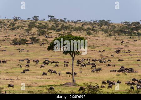 Branco di GNU blu, Connochaetes taurinus, pascolo nella riserva nazionale Masai Mara, Kenya, Africa. Foto Stock