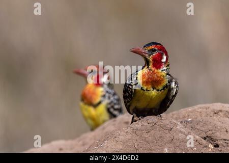 una barbetta rossa e gialla, Trachyphonus eritrocephalus, su un tumulo di termite. Voi, Tsavo Conservation Area, Kenya. Foto Stock