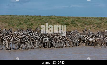 Un gregge di Zebre di Burchel, Equus Quagga Burchellii, bere presso il lago Hidden Valley. Ndutu, Ngorongoro Conservation Area, Tanzania. Foto Stock